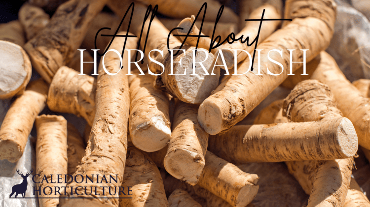 Growing Horseradish in the Scottish climate 