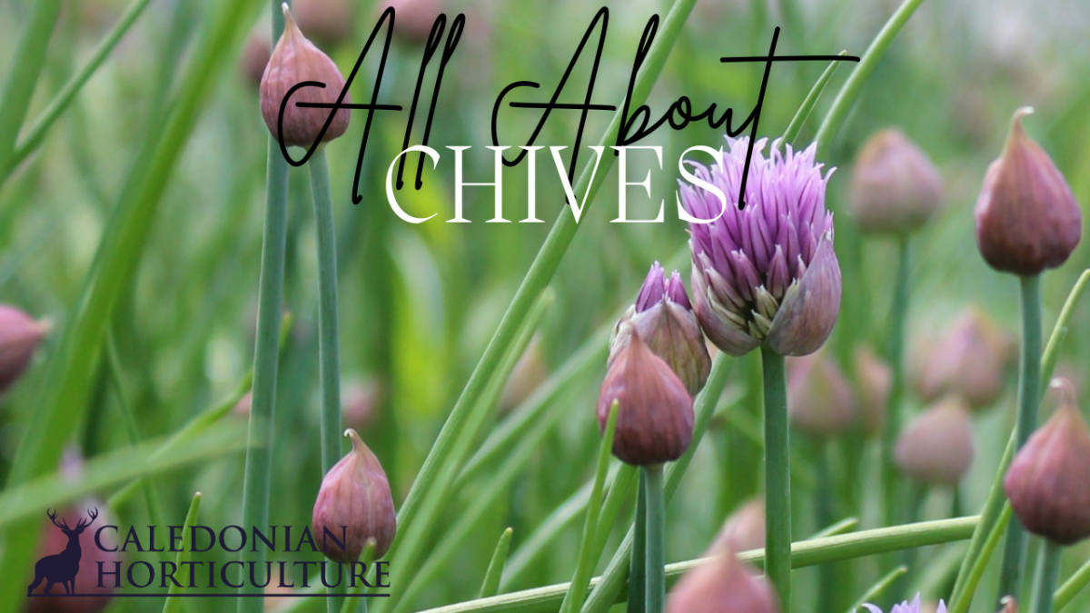 All About Series: Growing, Sowing, Caring For&nbsp;Chives