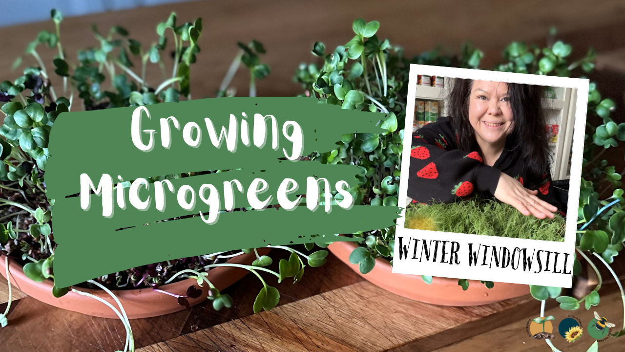 Growing Microgreens: Fresh Food From Your Windowsill Over Winter