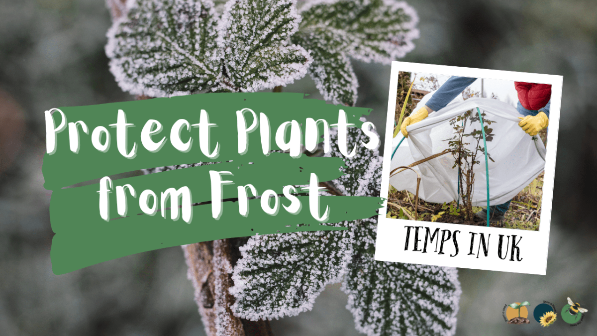 How to Protect Plants from Frost and Freezing Temperatures in the&nbsp;UK