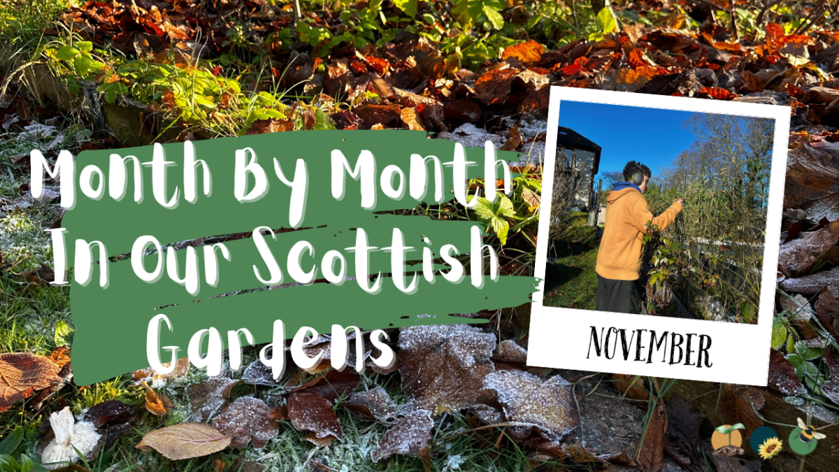 November: Month By Month In Our Scottish&nbsp;Gardens