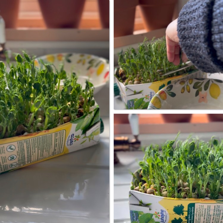 Growing Microgreens: Fresh Food From Your Windowsill Over Winter