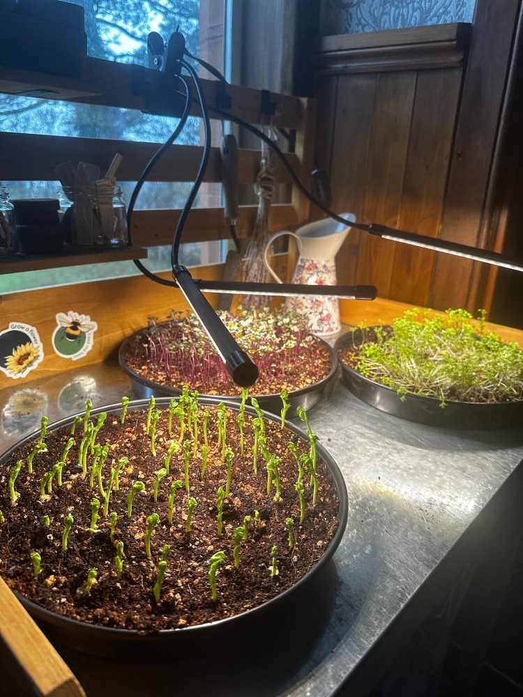 Growing Microgreens: Fresh Food From Your Windowsill Over Winter