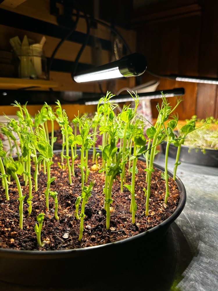Growing Microgreens: Fresh Food From Your Windowsill Over Winter