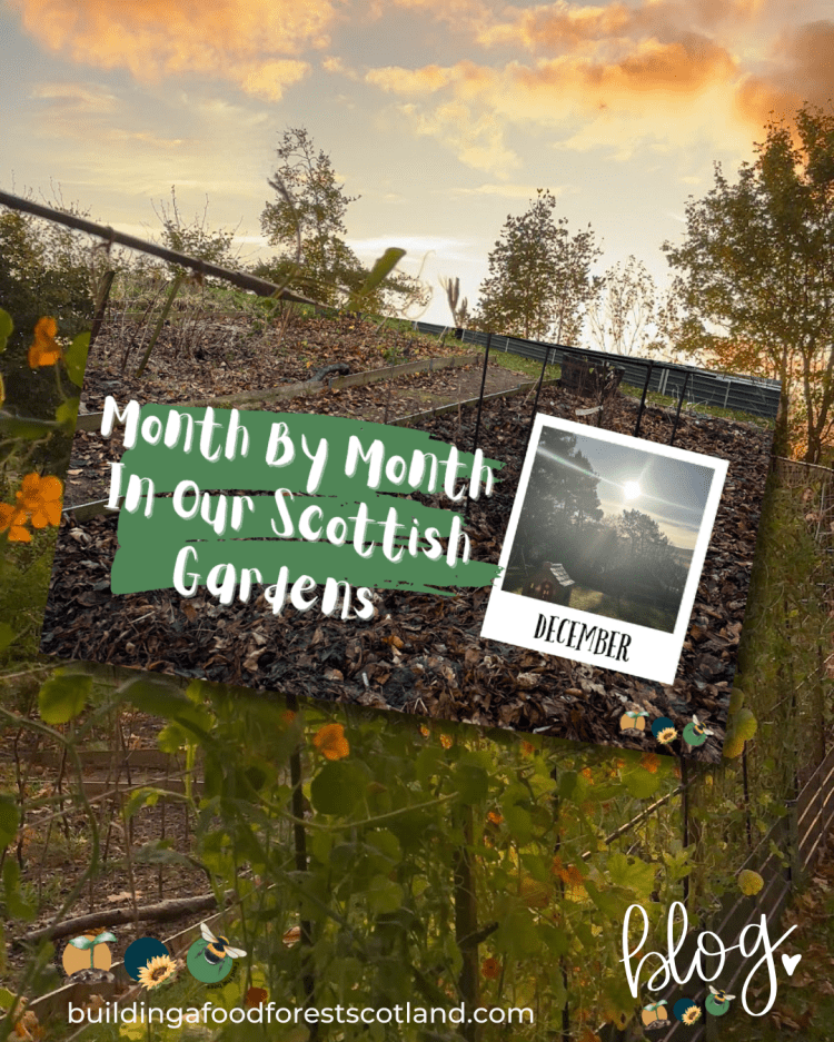 December: Month By Month In Our Scottish Gardens