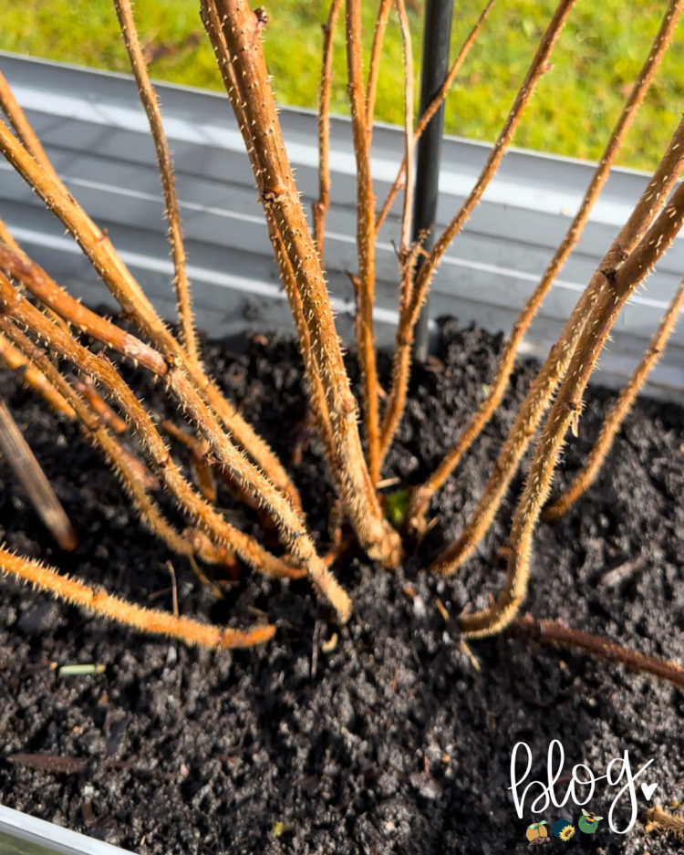 All About Series: Growing, Sowing, Caring For Raspberries