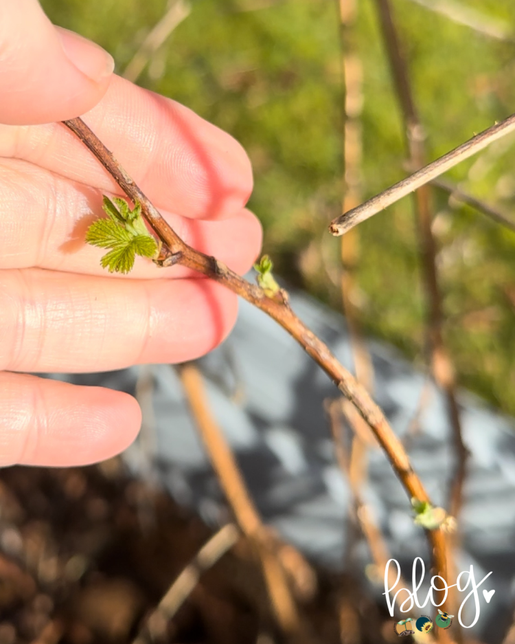 All About Series: Growing, Sowing, Caring For Raspberries