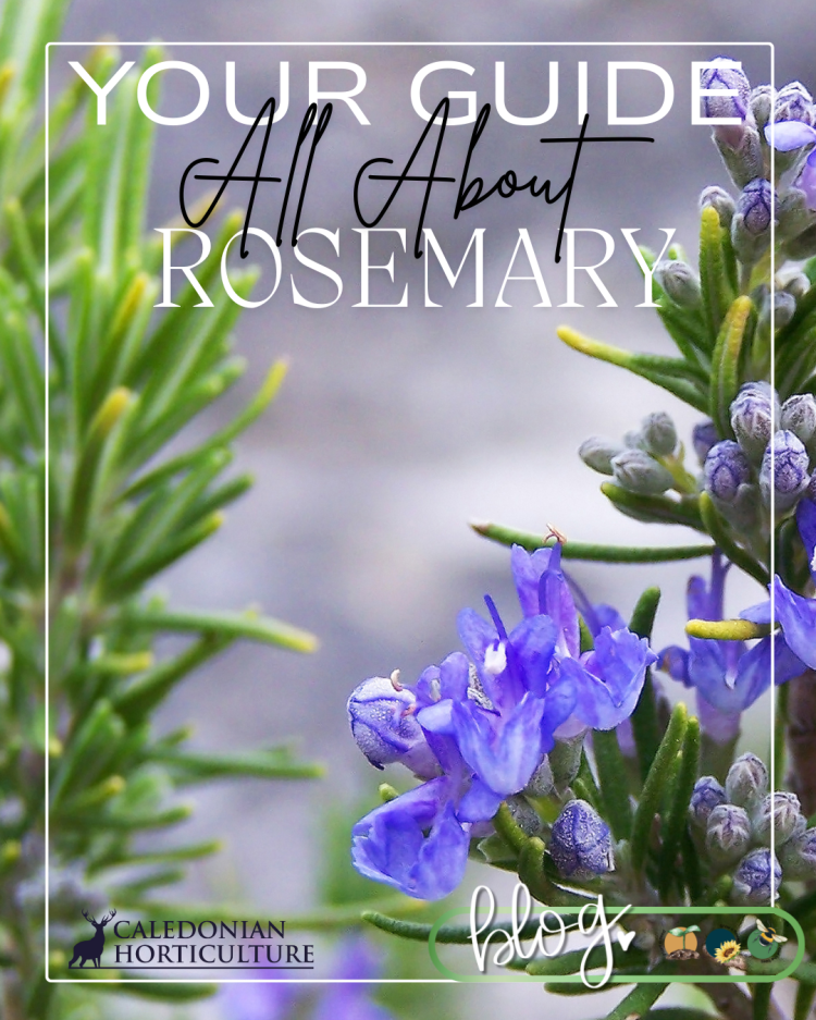 All About Series: Growing, Sowing, Caring For Rosemary