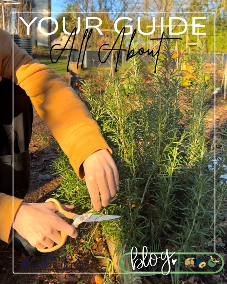 All About Series: Growing, Sowing, Caring For Rosemary