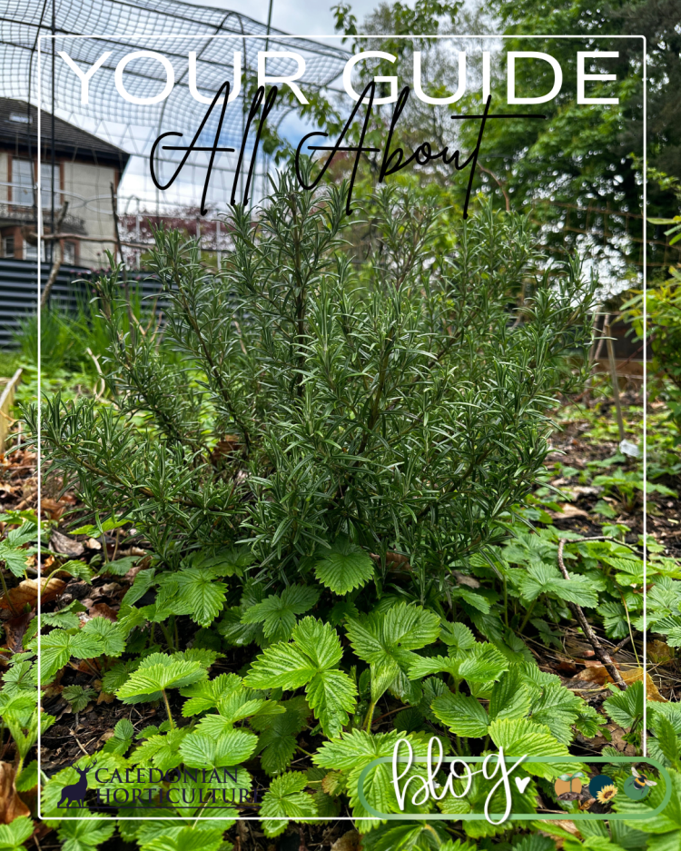 All About Series: Growing, Sowing, Caring For Rosemary