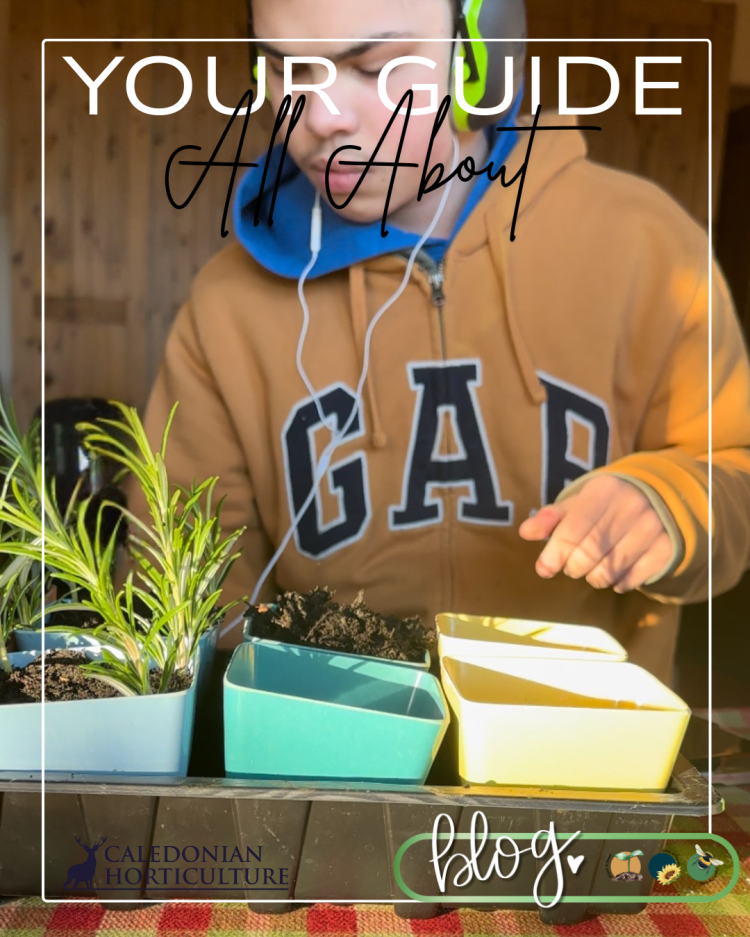 All About Series: Growing, Sowing, Caring For Rosemary