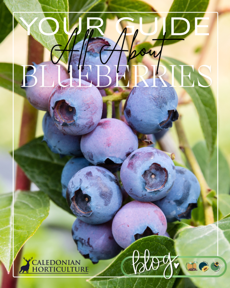 All About Series: Growing, Sowing, Caring For Blueberries