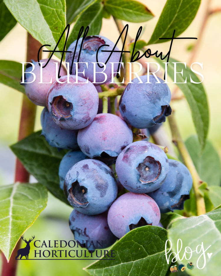 All About Series: Growing, Sowing, Caring For Blueberries