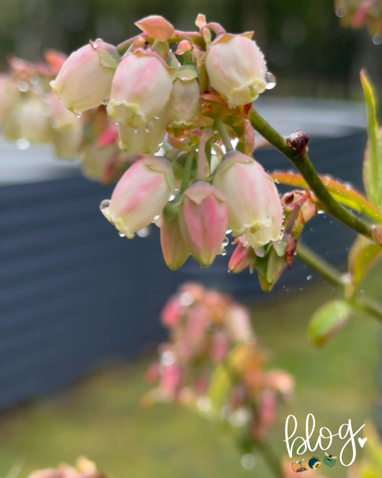 All About Series: Growing, Sowing, Caring For Blueberries