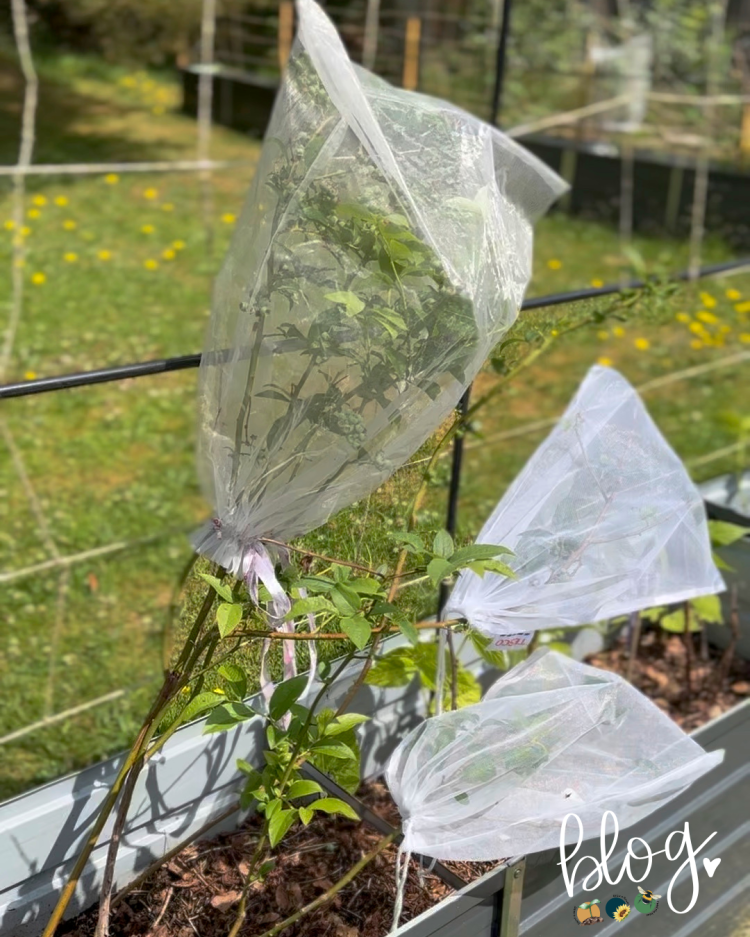 All About Series: Growing, Sowing, Caring For Blueberries