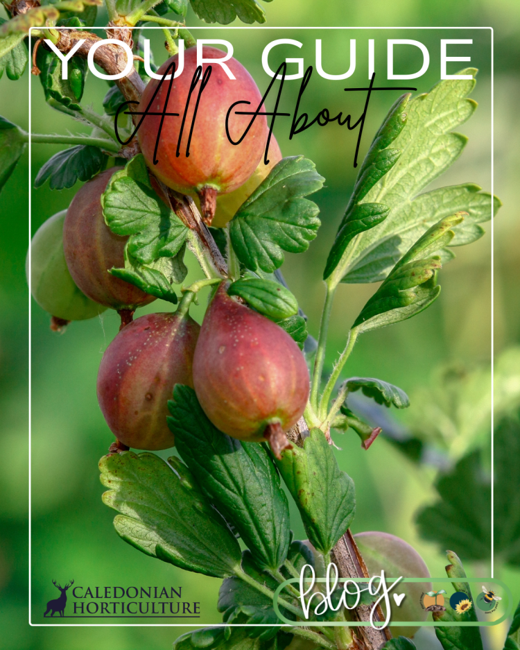 All About Series: Growing, Sowing, Caring For Gooseberries