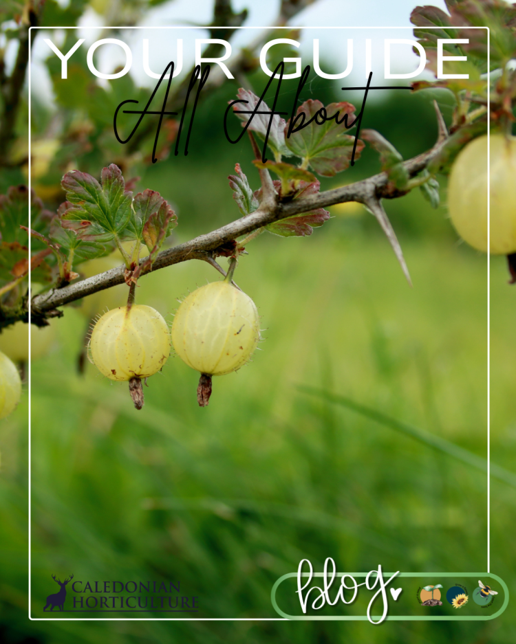 All About Series: Growing, Sowing, Caring For Gooseberries