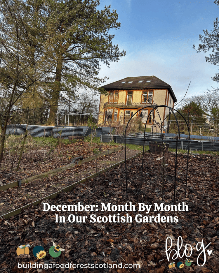 December: Month By Month In Our Scottish Gardens