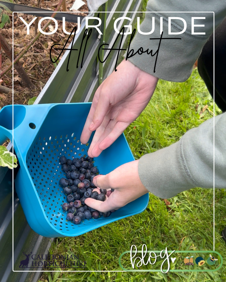 All About Series: Growing, Sowing, Caring For Blueberries