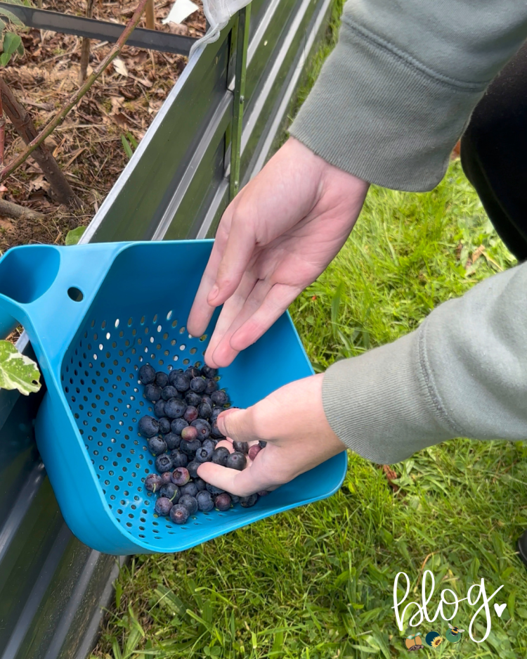 All About Series: Growing, Sowing, Caring For Blueberries