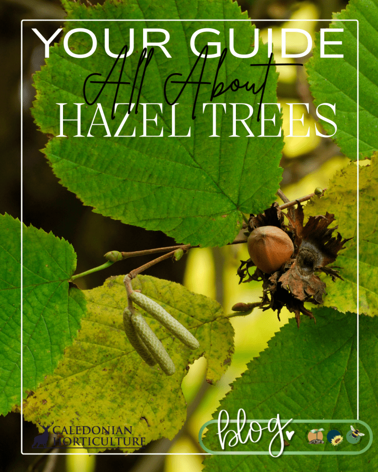All About Series: Growing, Sowing, Caring For Hazel Trees