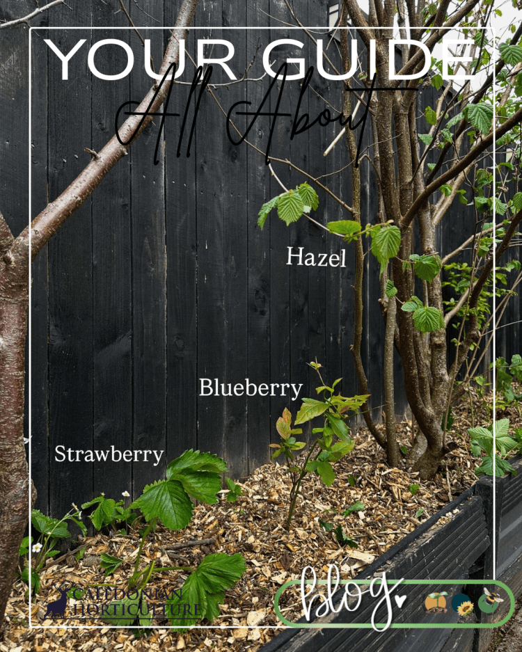 All About Series: Growing, Sowing, Caring For Hazel Trees
