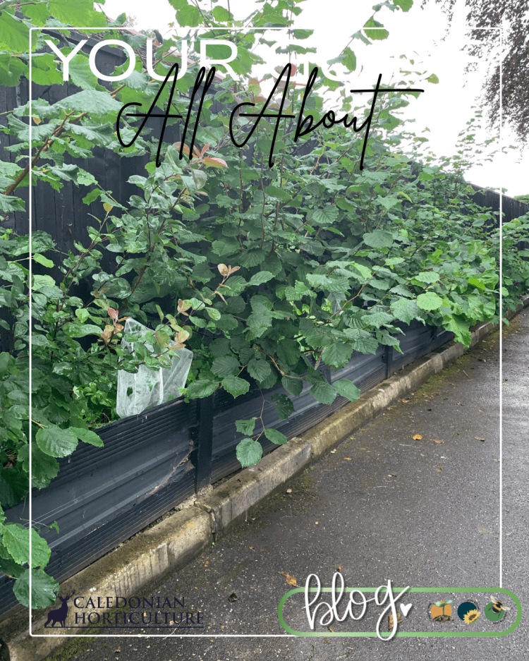 All About Series: Growing, Sowing, Caring For Hazel Trees