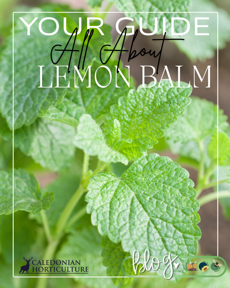 All About Series: Growing, Sowing, Caring For Lemon Balm