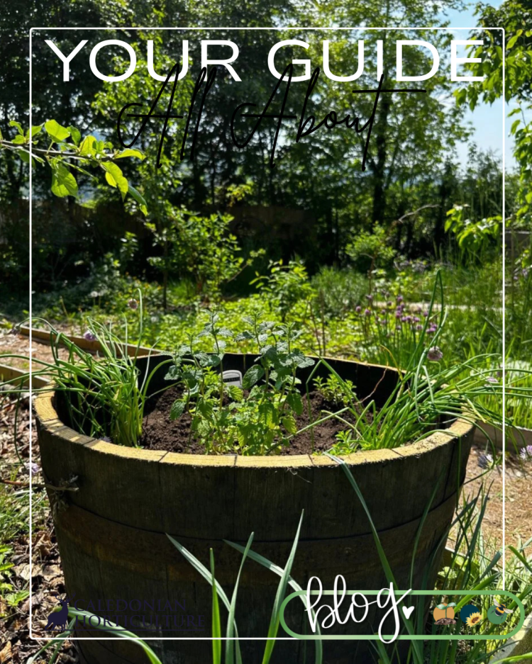 All About Series: Growing, Sowing, Caring For Lemon Balm