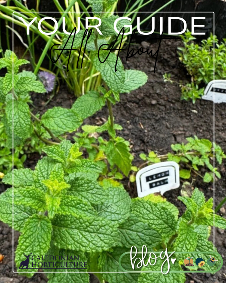 All About Series: Growing, Sowing, Caring For Lemon Balm