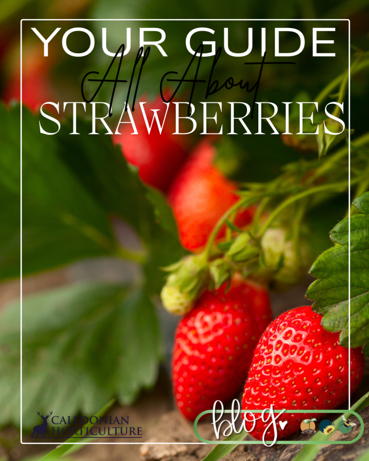 Guides to the Fruits, Herbs & Edible Flowers We Grow: Cultivation, Care & Harvesting Garlic Strawberries