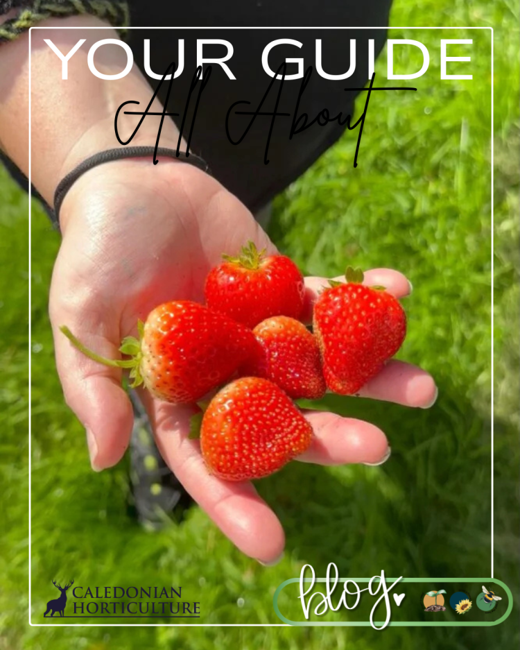 Guides to the Fruits, Herbs & Edible Flowers We Grow: Cultivation, Care & Harvesting Garlic Strawberries
