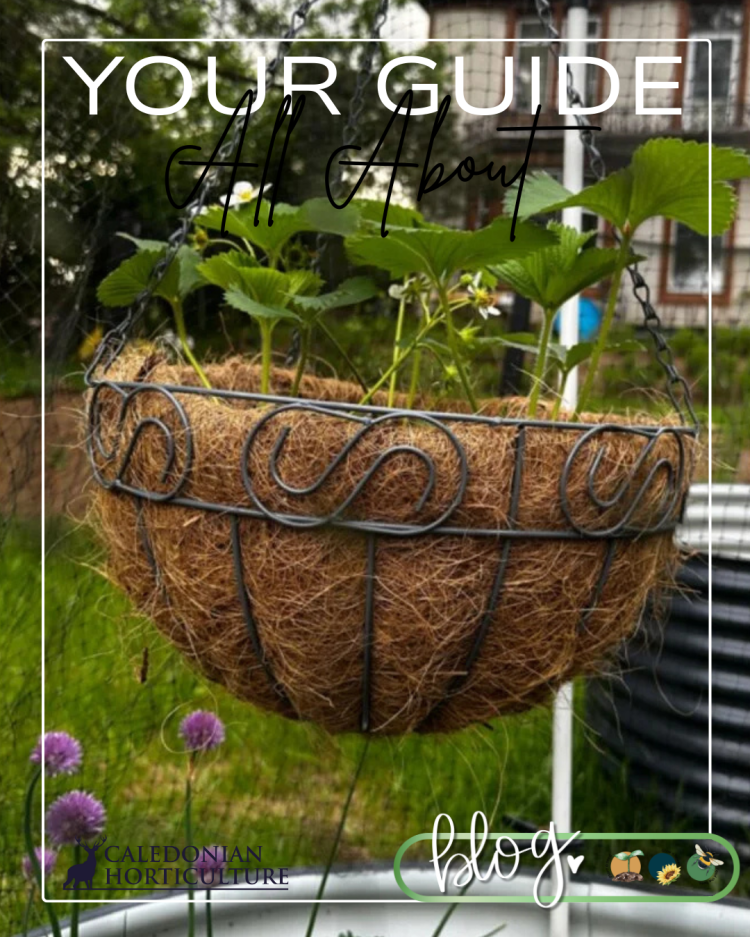 Guides to the Fruits, Herbs & Edible Flowers We Grow: Cultivation, Care & Harvesting Garlic Strawberries