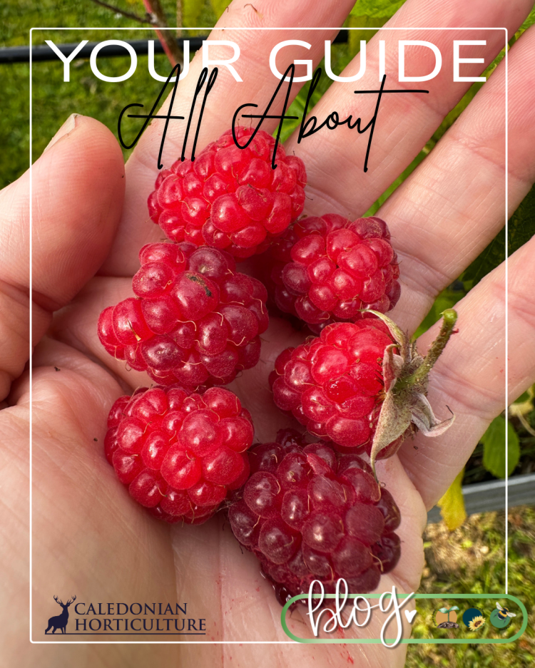 All About Series: Growing, Sowing, Caring For Raspberries