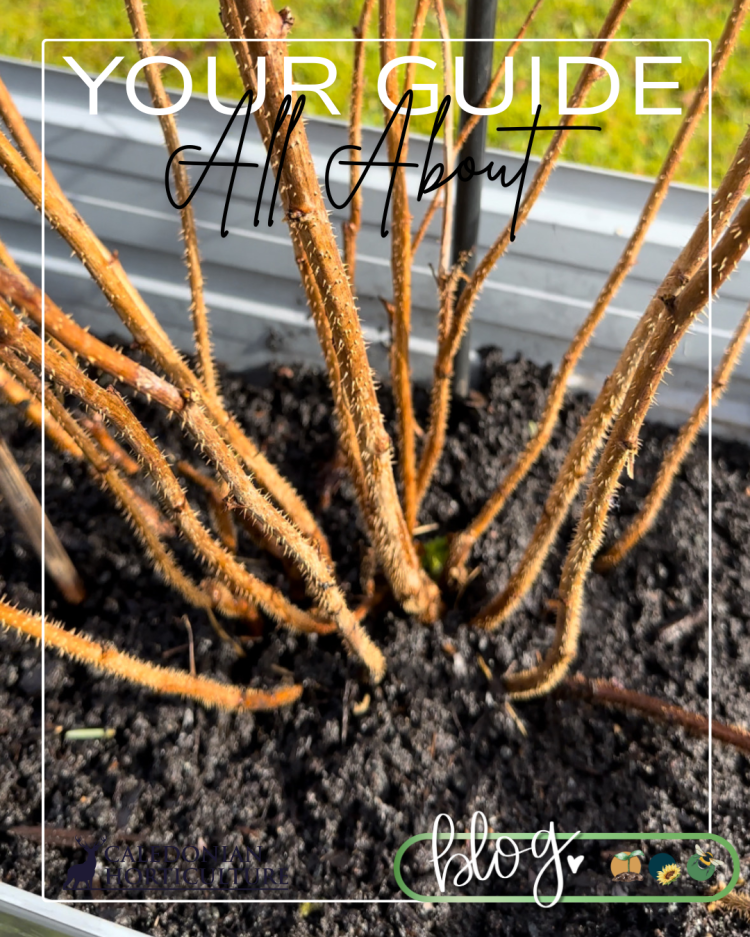 All About Series: Growing, Sowing, Caring For Raspberries