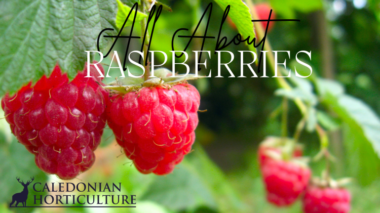 All About Series: Growing, Sowing, Caring For Raspberries