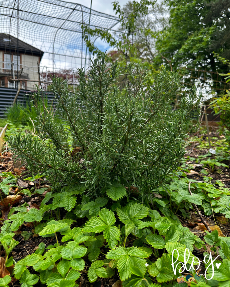 All About Series: Growing, Sowing, Caring For Rosemary