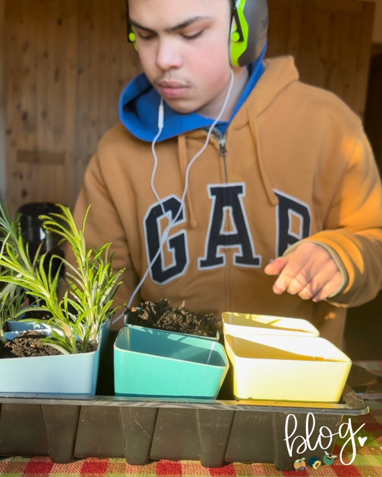 All About Series: Growing, Sowing, Caring For Rosemary