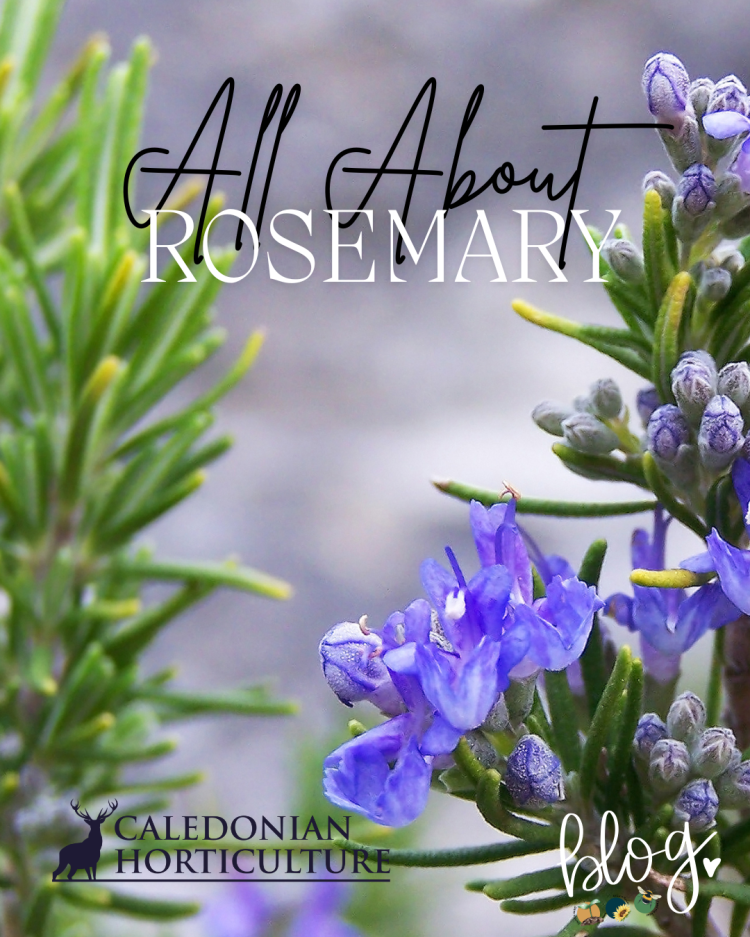 All About Series: Growing, Sowing, Caring For Rosemary