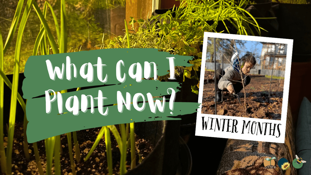 What Can I Plant In The Winter Months In&nbsp;Scotland?