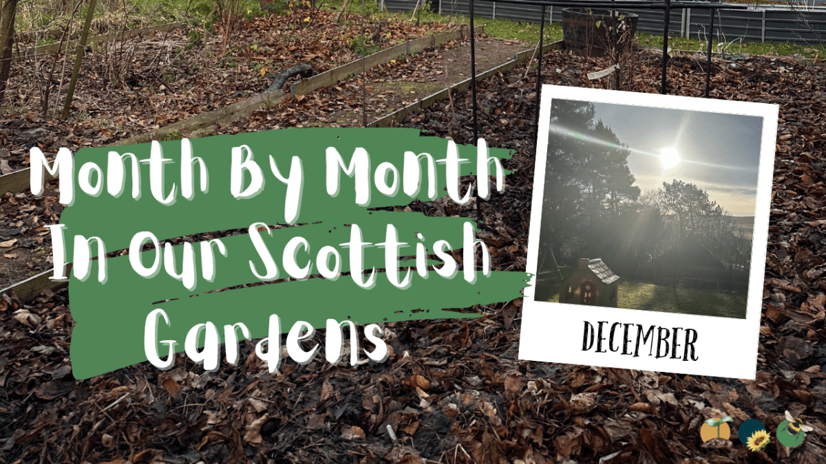 December: Month By Month In Our Scottish&nbsp;Gardens