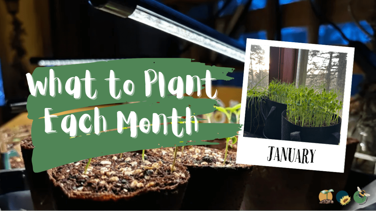 What to Plant in Scotland Each Month: Veg, Fruits, Herbs & Edible Flowers. Planting in&nbsp;January