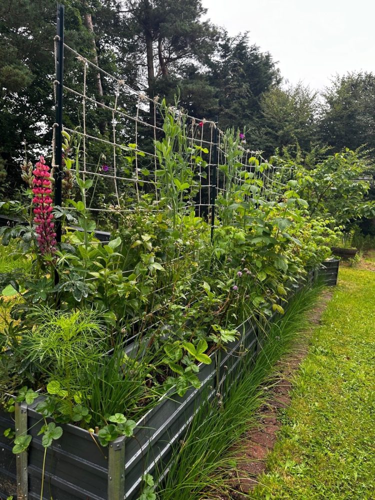 Katrina and Clayton from Building A Food Forest Scotland
