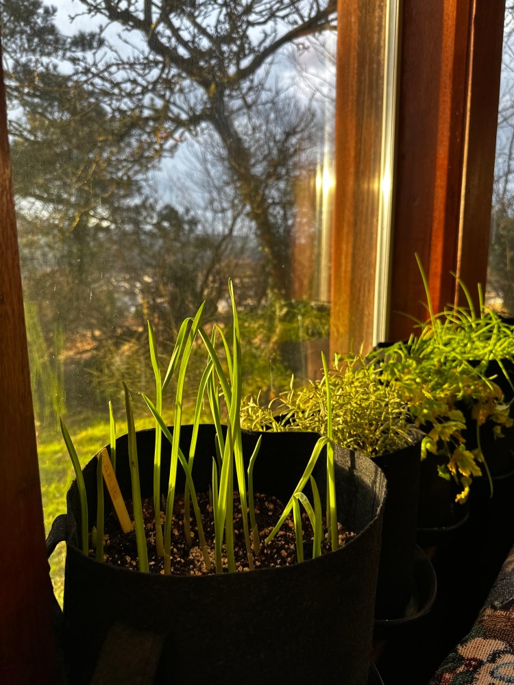 What Can I Plant in December & January In Scotland?