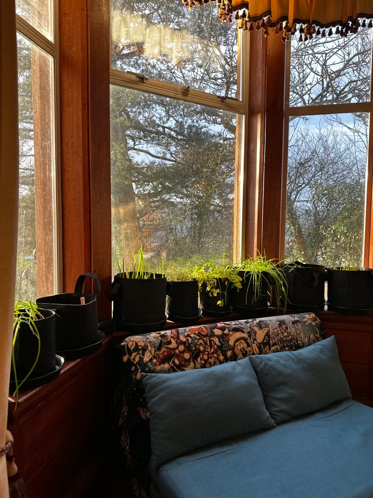 What Can I Plant in December & January In Scotland?