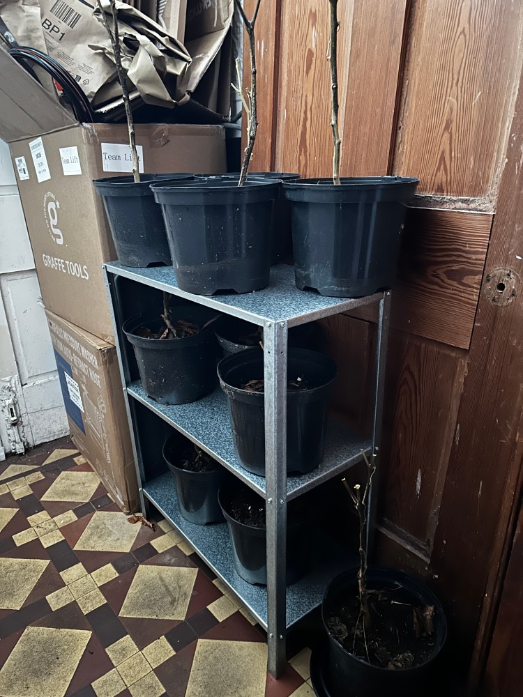 December: Month By Month In Our Scottish Gardens