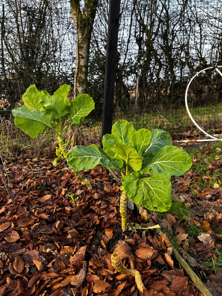 December: Month By Month In Our Scottish Gardens