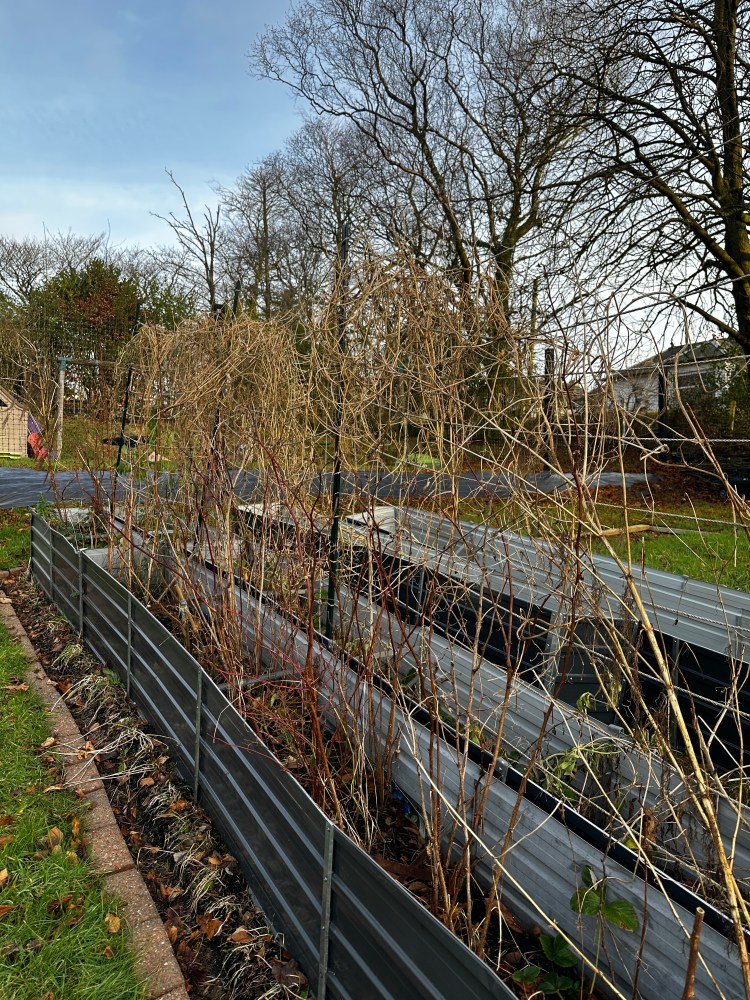 December: Month By Month In Our Scottish Gardens