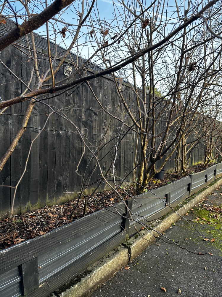 December: Month By Month In Our Scottish Gardens