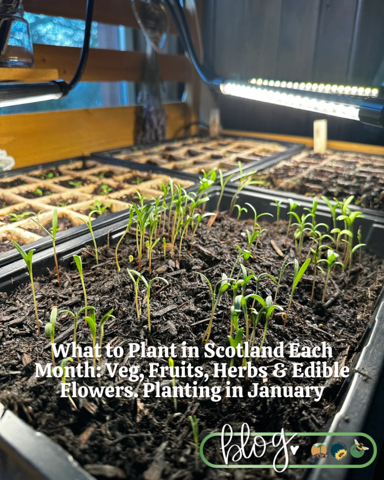 What to Plant in Scotland Each Month: Veg, Fruits, Herbs & Edible Flowers. JANUARY